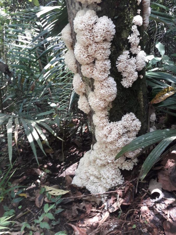 Kasaguadua - Reserva Natural Саленто Екстер'єр фото